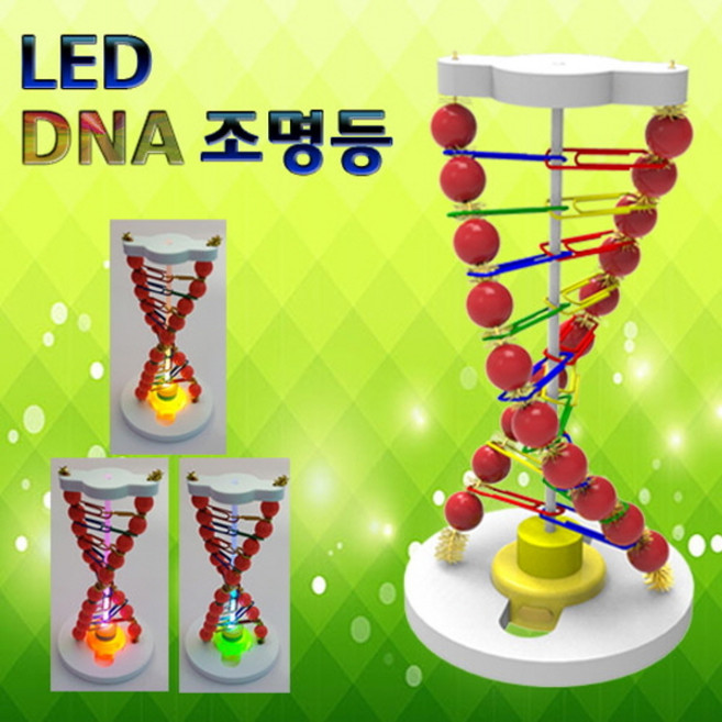 자람사이언스 LED DNA 조명등_f