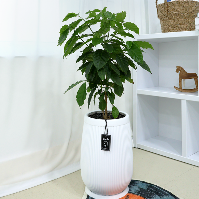 개업선물 BEST 1위 : 커피나무 (높이 82cm내외) i-0552 [수도권배송] 인테리어 식물 축하 집들이 개원, 1개