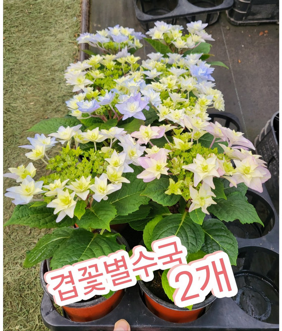 겹꽃별수국 2개묶음