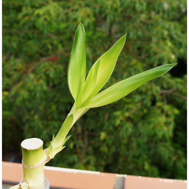 花樣渼栽盆栽生活館 開運竹 水耕植物 室內盆栽 淨化空氣 招財開運, 1個, 植株(裸根)(單株) 莖長25cm