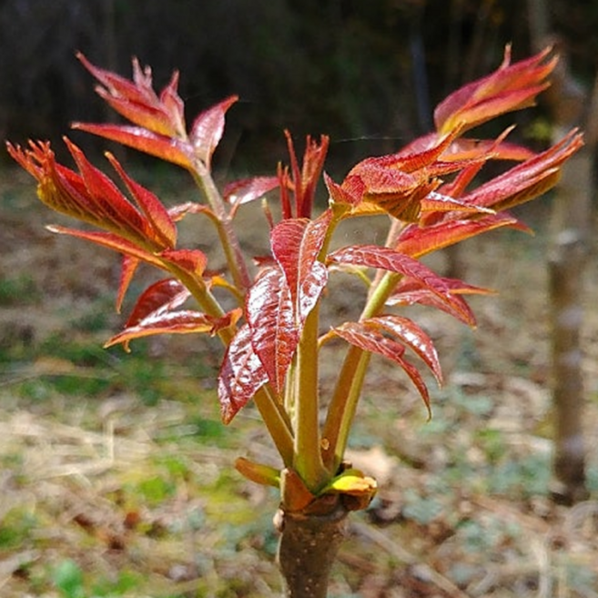 [4 5월한정] 아삭한 가죽나물 참죽나물 참죽나무순, 1개, 2kg