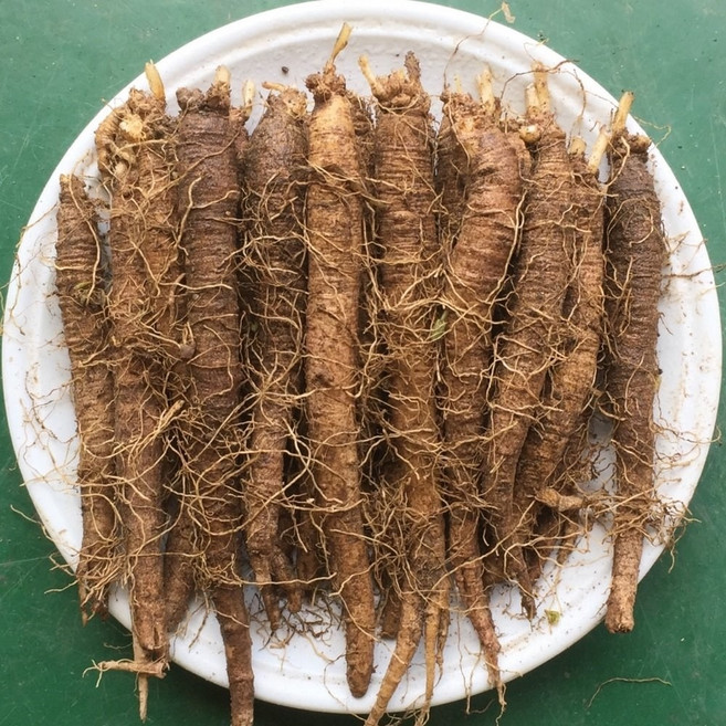 횡성더덕농장 더덕 중 1kg, 1개, 중1kg(40~50뿌리)