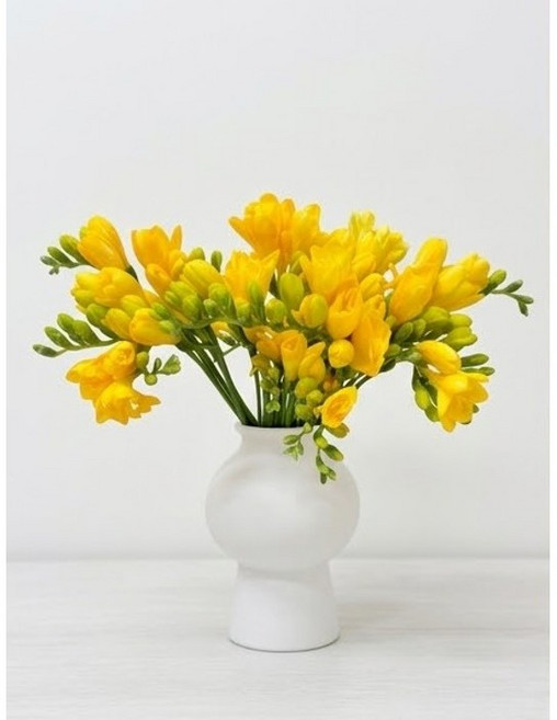 [꽃집엘마/프리미엄] 프리지아 후리지아 생화 꽃다발 20대, 1개, 옐로우