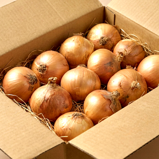 [다정한농수산] 산지 당일배송 100% 국내산 햇 양파 (중/대), 1개, (대) 10kg