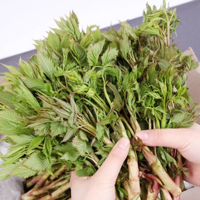 [윤플러스] 강원도 홍천 생 눈개승마(삼나물) 봄나물, 1kg, 1박스