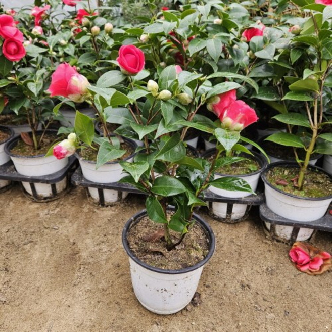 (나무농장) 동백 동백나무 블랙로즈(겹꽃) 5치 포트, 1개