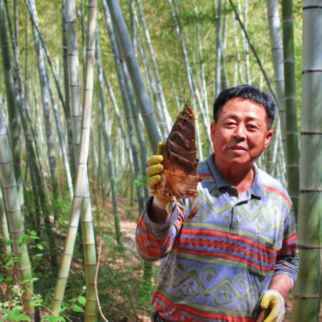 거제 산지발송 맹종죽순 삶은죽순 500g, 1개