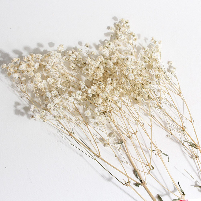 화연양화 프리저브드플라워 안개꽃 8색 시들지않는생화 디퓨저꽃, 01 크림