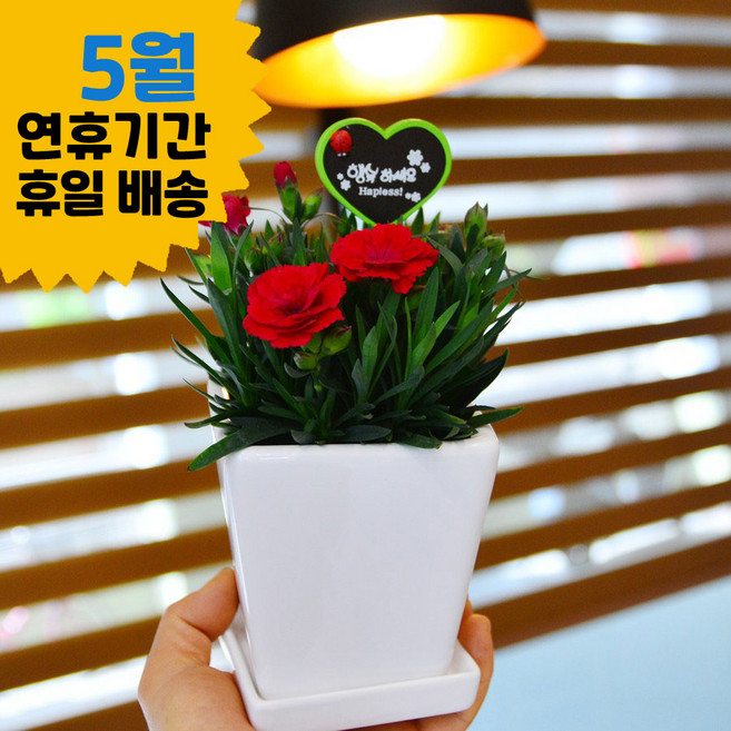 어버이날 선물 오래가는 생화 카네이션 화분, 1개, A타입 : 깔끔한 화이트