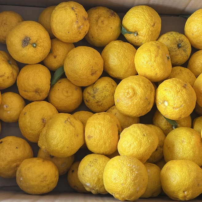 고흥산 햇유자 못난이 생유자 열매, 1박스, 3kg