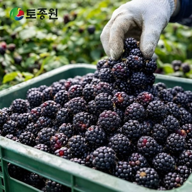 토종원 고창선운산농협 토종복분자 생과 10kg 급속냉동 온라인 단독, 1