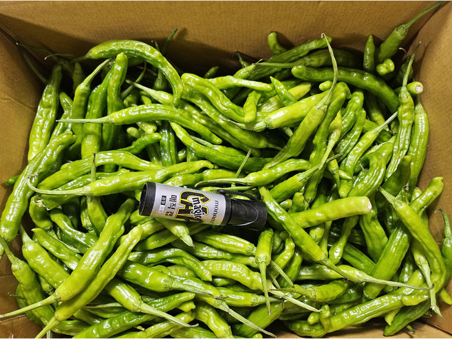 야들야들 안매운 꽈리고추, 2개, 1kg