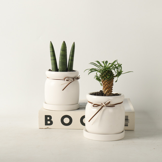 식물교감 스투키 감성식물 키우기쉬운 화이트다육화분세트 선물, 괴마옥