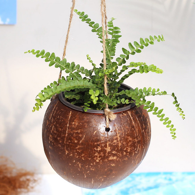 코코넛 걸이화분 넝굴식물 공중식물 행잉플랜트, 코코넛세트 01.더피, 1세트, 코코넛색상