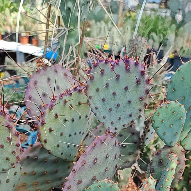 銀盾團扇 仙人掌盆栽, 1個, 一片,銀盾團扇（無根,裸根寄送）,約5-10公分左右（隨機出貨）