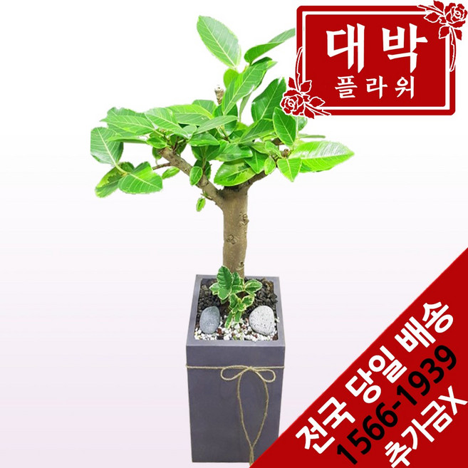 대박플라워 뱅갈고무나무 개업화분 집들이 인테리어 공기정화식물 관엽식물 꽃배달, 1개