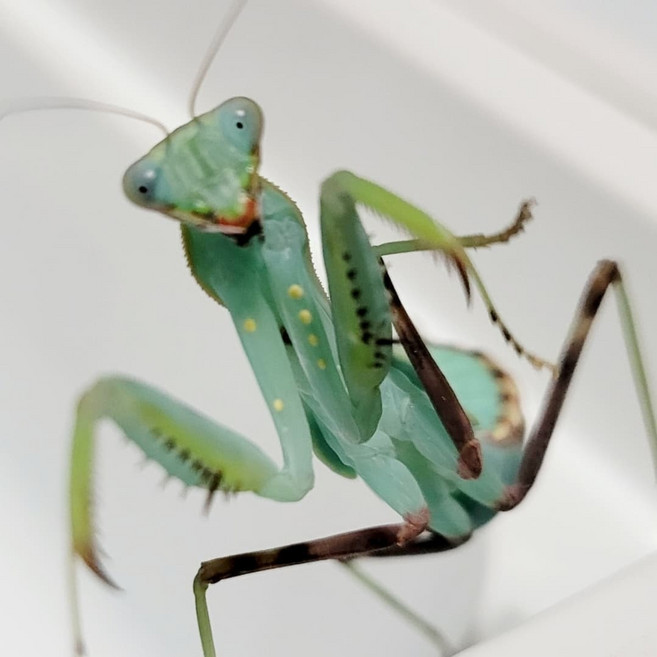 왕사마귀 넓적배사마귀 키우기 선택하기, 넓적배사마귀(5~6령),먹이포함, 1개, 1마리