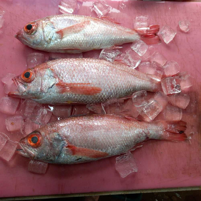 남해안 금태 눈볼대 적어 구이 조림 1kg 냉동, 1개, 1kg(20미 내외)