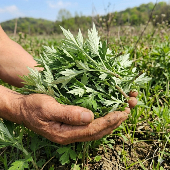 해남 노지재배 해풍맞은 국내산 쑥 제철 봄나물 산지직송, 1박스, 500g
