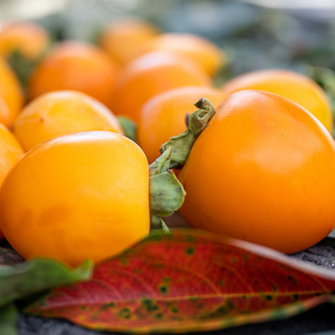 [판매량1위] 26년첫수확 사르르녹는 달콤쫀득 초고당도Brix 대봉감 (아이스), 1박스, 4과(특)