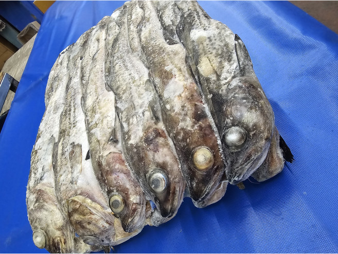 명태 6통 냉동 동태 6마리 12마리 동태탕 찜용 업소용