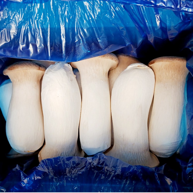 [씽씽팜] 담백하고 쫄깃한 새송이 버섯 특품, 1개, 1kg