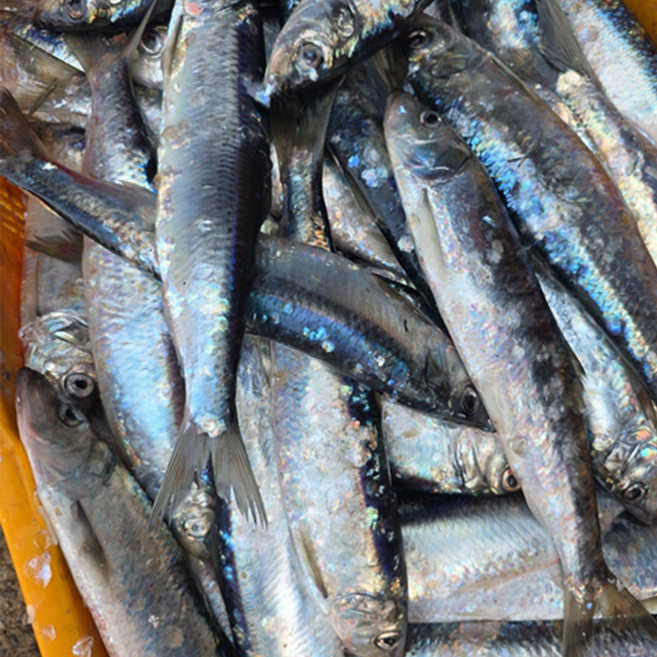 국내산 생물 자연산 횟감용 청어 2kg 8-10미