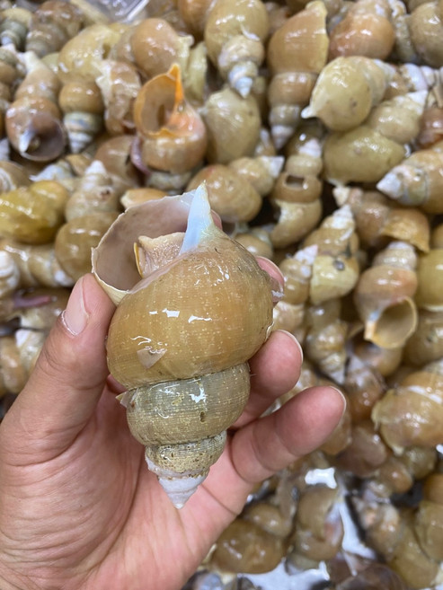 동해안 포항 제철 급냉 활골뱅이, 1개, 800g