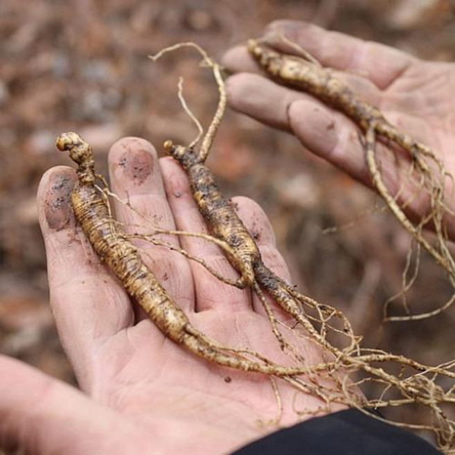 7-8년근 횡성 산양삼 20뿌리 (공단보자기 포함), 1개