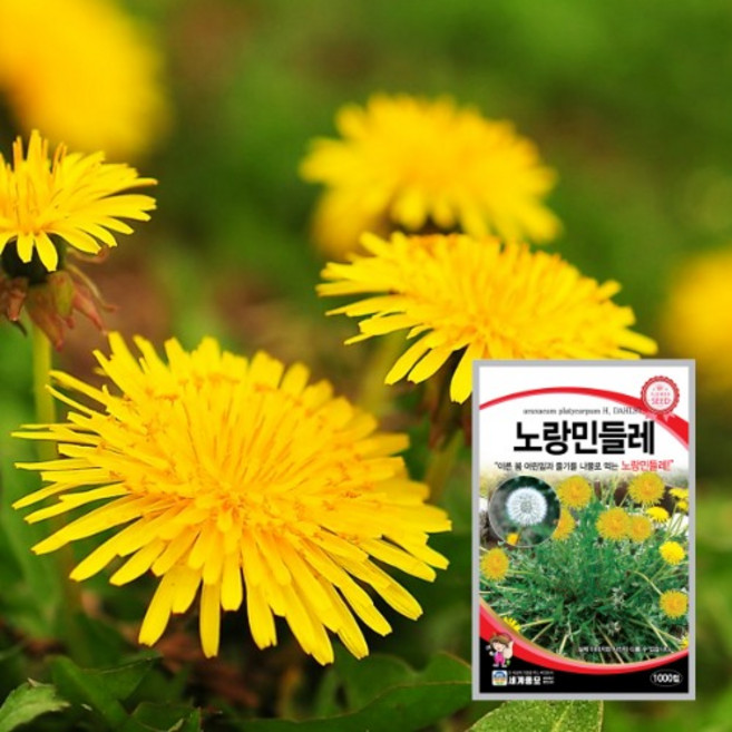 노랑 민들레 씨앗1000립 꽃씨 꽃씨앗