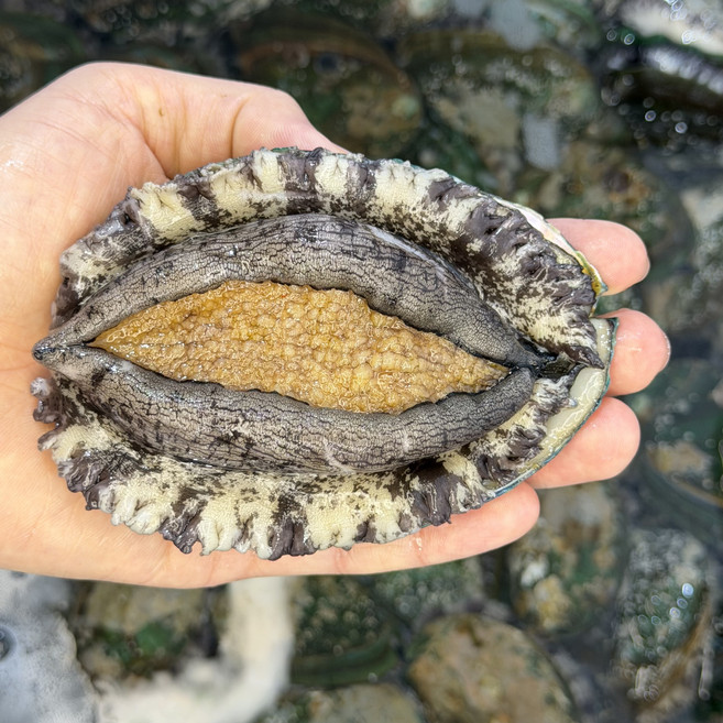 완도 활 전복 7미 산지직송 산소포장 선물세트, 1개, 특대전복 6 - 7미,(산소포장) 2kg