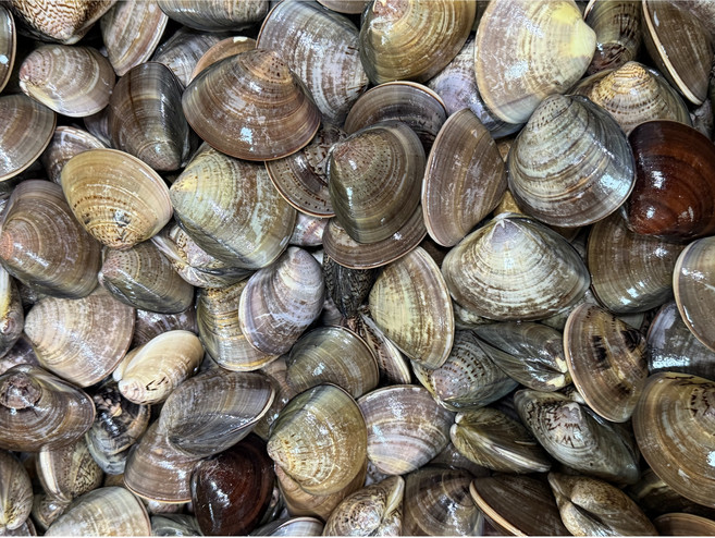 청정지역 고창 갯벌 백합조개 생합조개, 1박스, 국산백합2kg(15~24미)