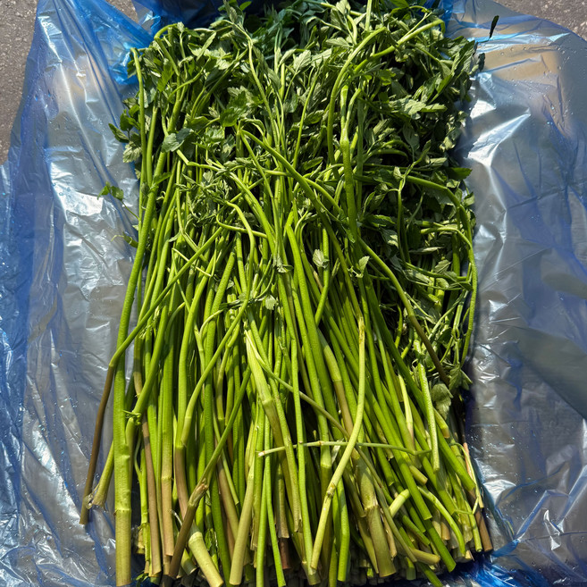 농진사 미나리 국내산 특품, 1개, 4kg