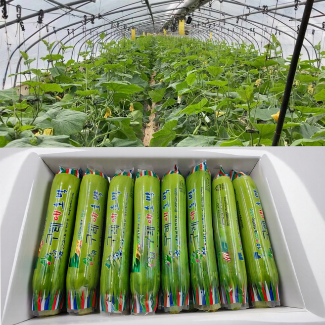 국내산 애호박, 5개, 250g