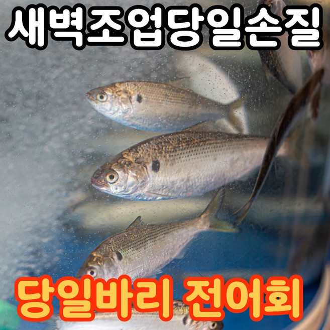 [특품선별] 전어회 필렛 세꼬시 당일바리, 1개, 세꼬시 600g