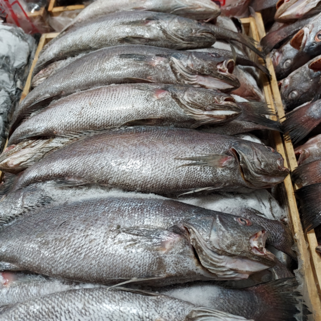 방금 조업한 싱싱한 손질 민어 통민어 국내 자연산, 1박스, 급냉 통민어 총300g(4미)