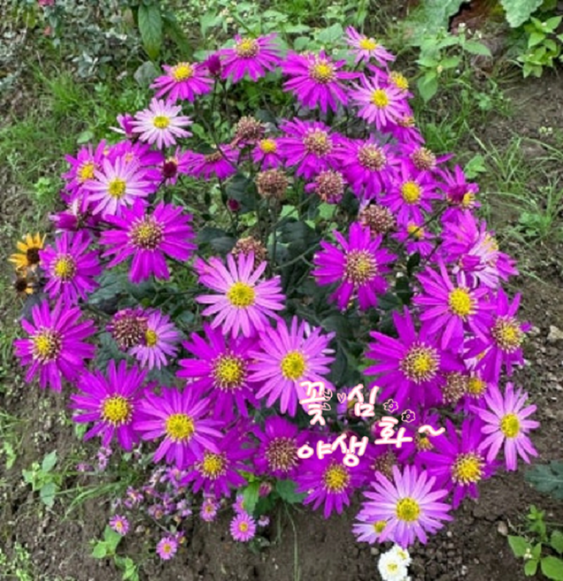 꽃심야생화 홍화쑥부쟁이 노지월동다년초 모종 가을장기개화 규격8cm포트묘, 5개