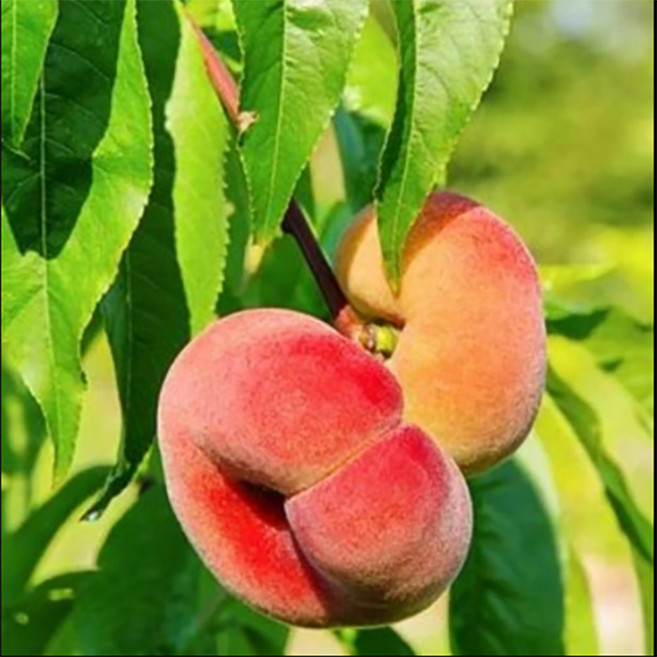 복숭아 나무 (거반도) 접목1년 (1개) 도넛복숭아 납작복숭아, 1개, 납작복숭아 1년생 중묘