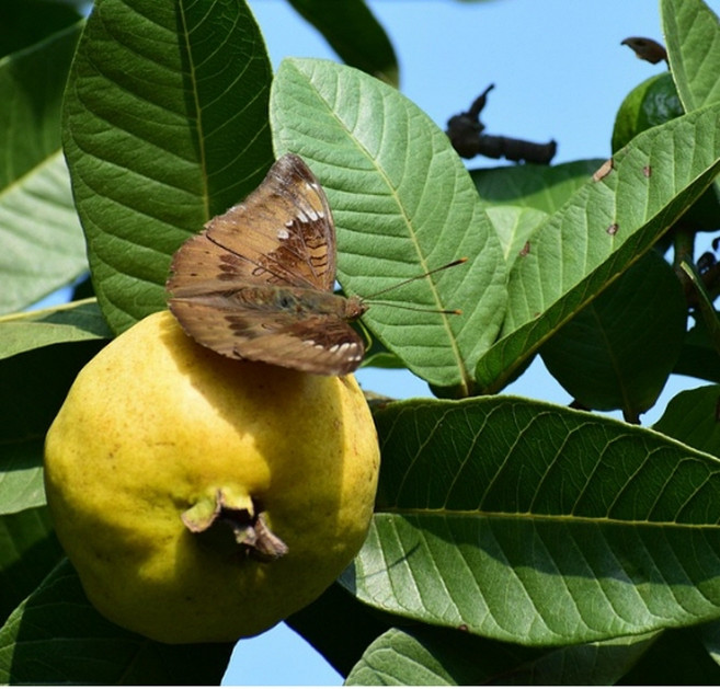 노랑구아바묘목 (Lemon Guava) _ 실생묘1년생 (YE)