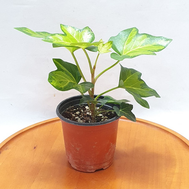 펫츠헤데라 아네미케 무늬아이비 공기정화식물 별모양아이비 페츠헤데라 제이팜