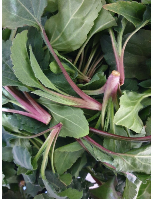 울릉도 생 취나물 1kg 최상급 부지갱이 부지깽이, 삶은 취나물-1kg