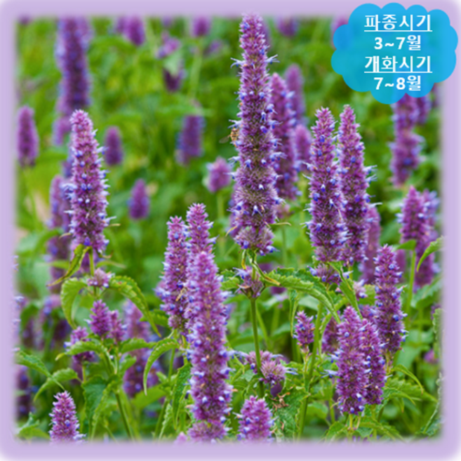 [나은식물원]55.허브 배초향(자이언트 히솝)-퍼플&화이트 50립, 1개