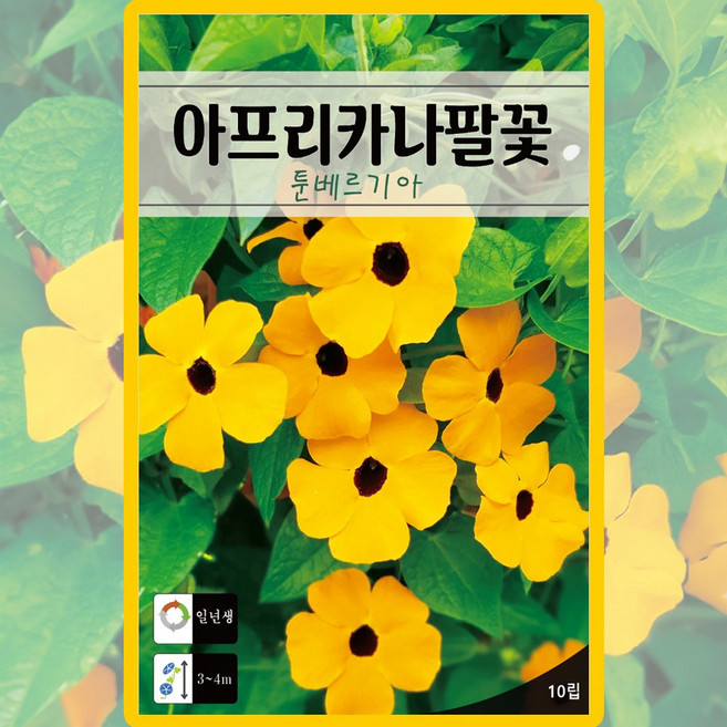아프리카나팔꽃 씨앗 10립 툰베르기아 나팔꽃씨 덩굴성 종자, 1개