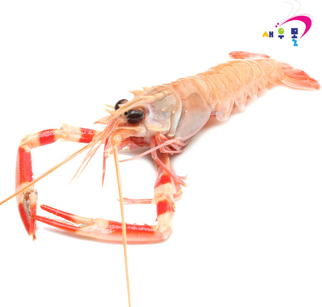 새우몰 제주 선동 딱새우(대) 1kg 46-49미내외 횟감용, 1개