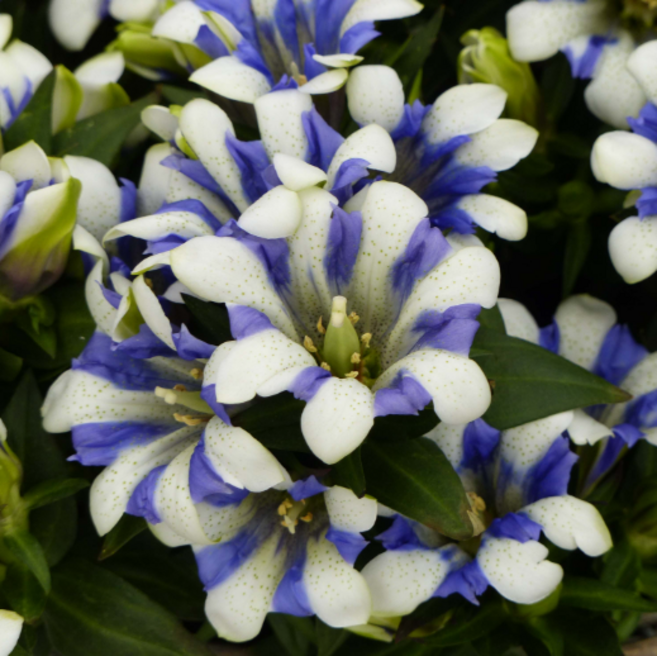 용담 로얄스트라이프[1포트], 1개