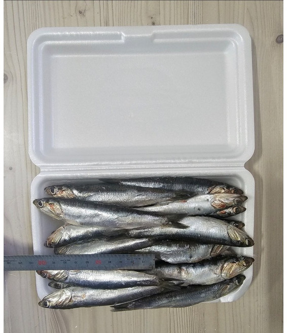 만능피싱 곡멸 까나리 생미끼 대전갱이 칼치 붉바리 능성어 농어 광어 붕장어 특효미끼, 생멸 생미끼 낚시미끼용, 1개, 500g