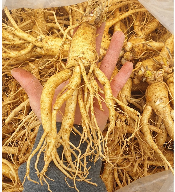 금산인삼 6년근 5년근 난발삼 소 15뿌리 내외 홍삼 꿀절임 믹서용 담금주 세척 수삼, 1채 750g, 1개, 750g