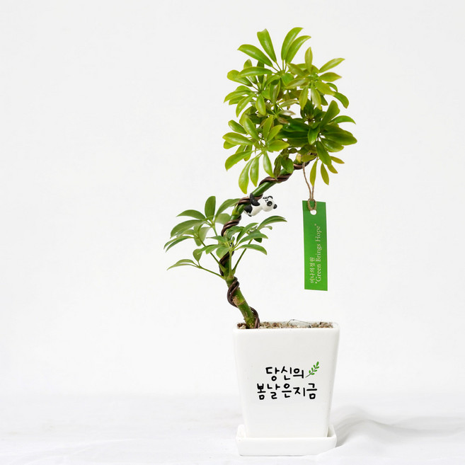 당신의 봄날은 지금입니다 생일 승진 개업 결혼 축하 메세지 쉐프렐라 화분, 1개, 화이트