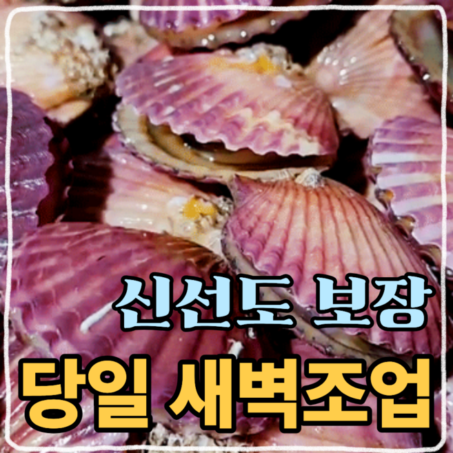 [자연해담] 산지 당일조업 청정통영 해감된 맛있는 홍가리비 세척선별, 1개, 2kg