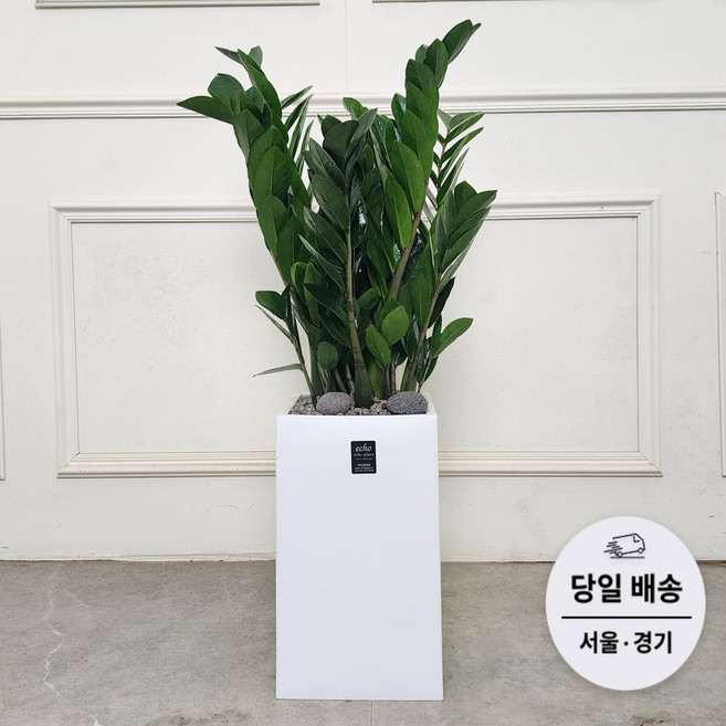 에코플랜트(서랍형받침+리본증정+당일배송) 몬스테리아 파키라 돈나무 공기정화 실내 거실 식물 개업 축하 화분, 04. 금전수, 1개